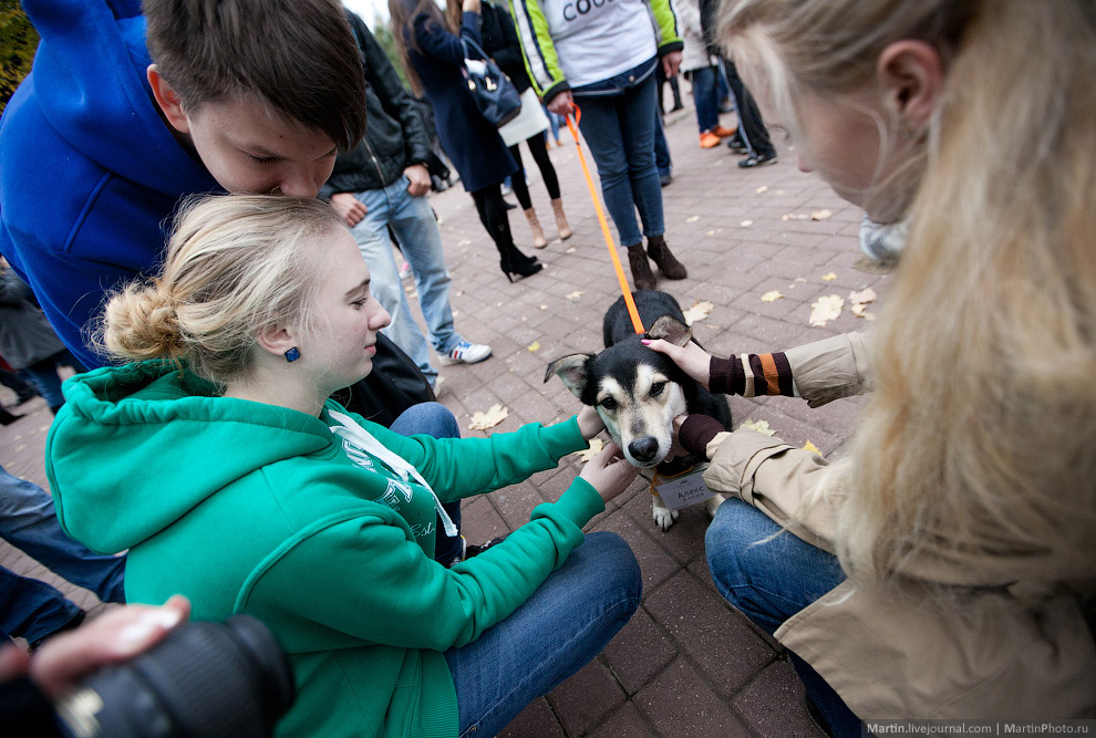 Выставка собак из московских приютов