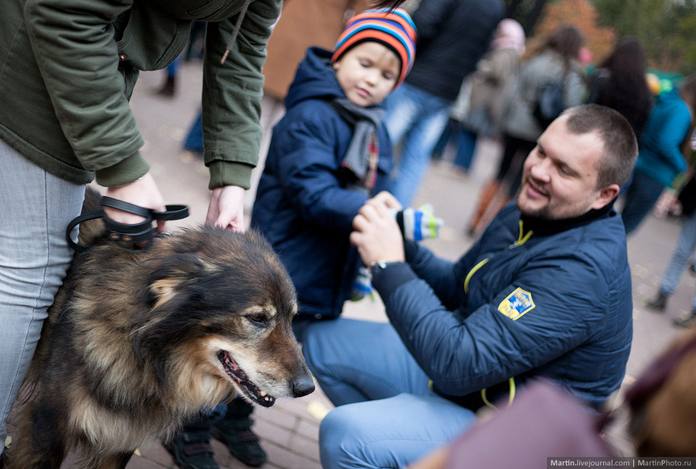 Выставка собак из московских приютов