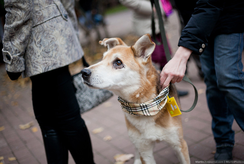 Выставка собак из московских приютов