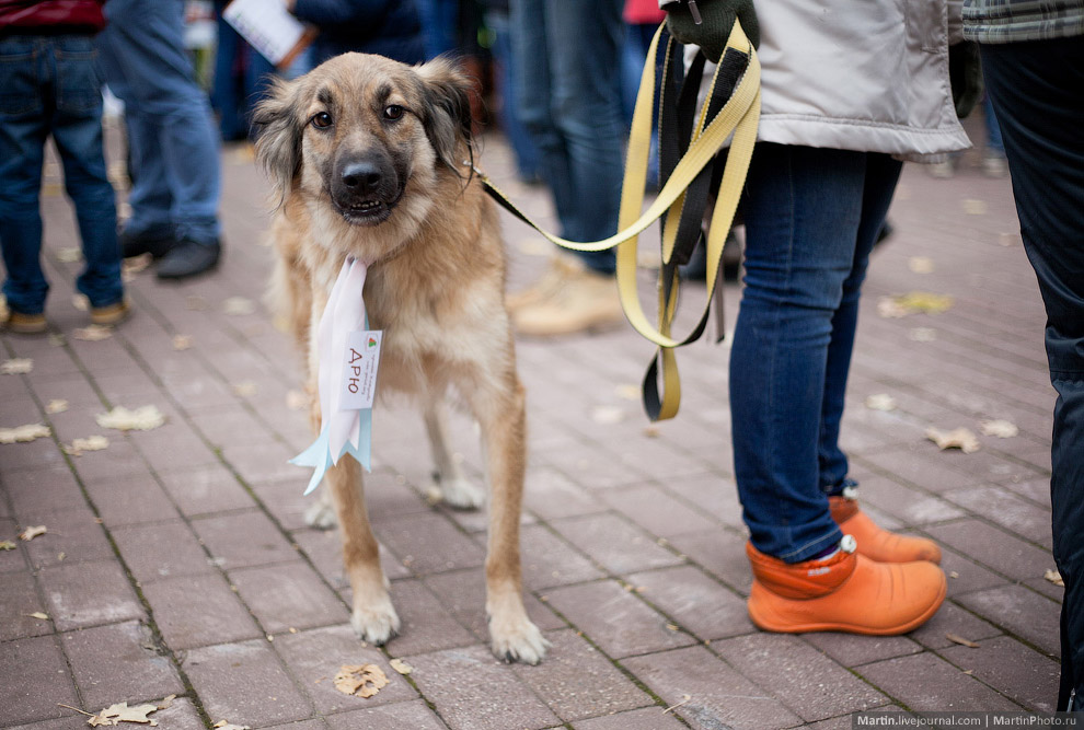 Выставка собак из московских приютов