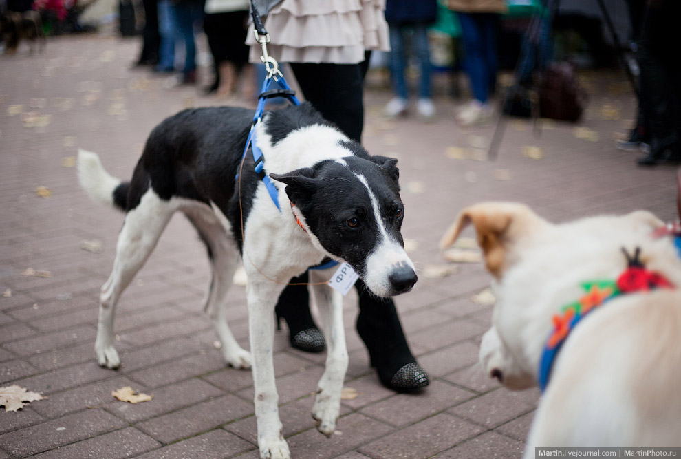 Выставка собак из московских приютов