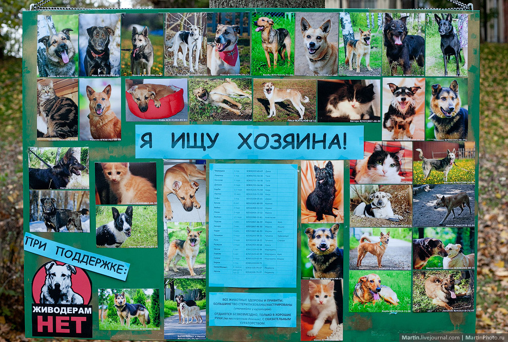 Выставка собак из московских приютов