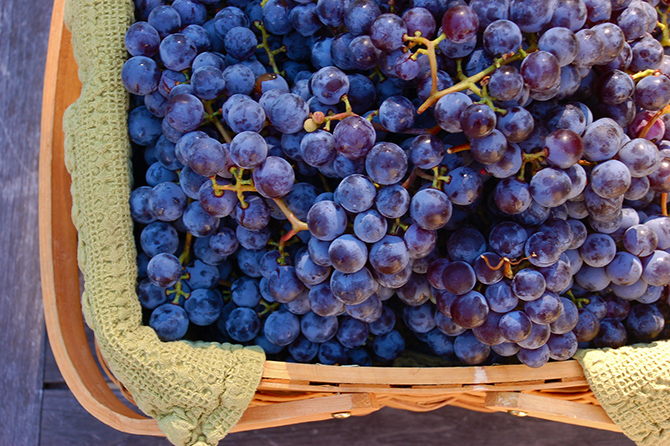 Самые полезные и вкусные продукты осени (10 фото)