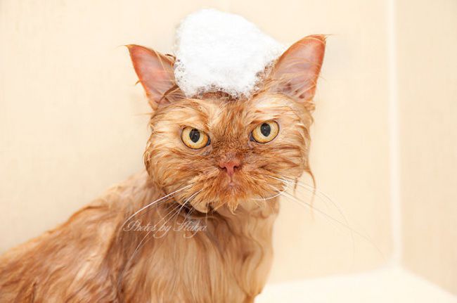 Гарфи - самый сердитый кот (20 фото)