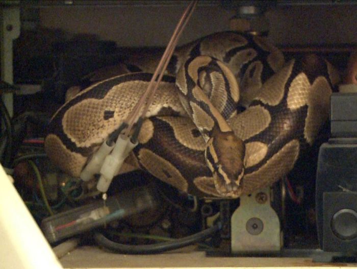 Сюрприз внутри водонагревателя (8 фото)