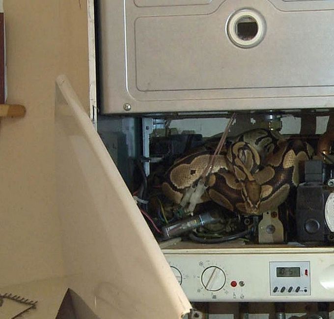 Сюрприз внутри водонагревателя (8 фото)