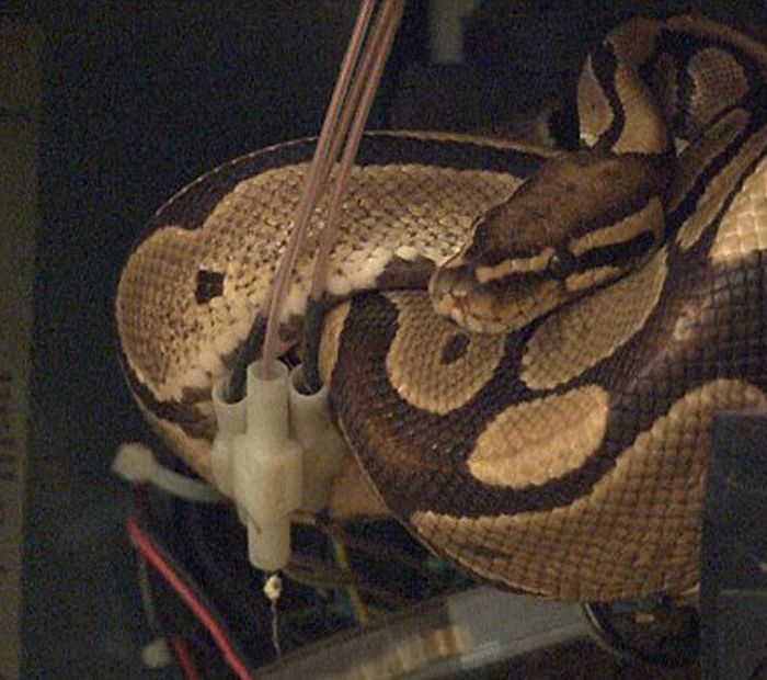 Сюрприз внутри водонагревателя (8 фото)