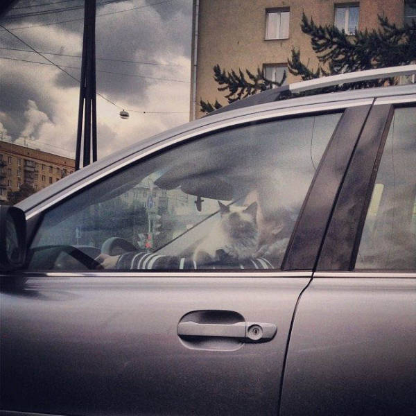 Минутка автомобильного юмора