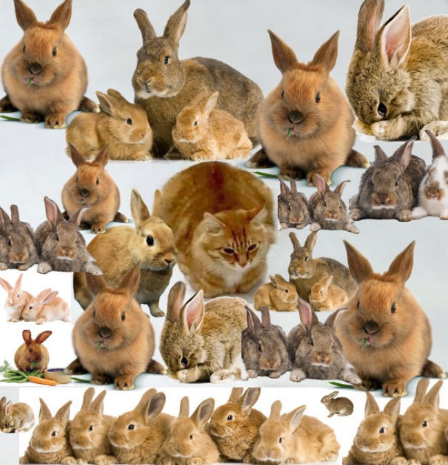 Дорисуй кота: в интернете набирает обороты новый тест на творческие способности