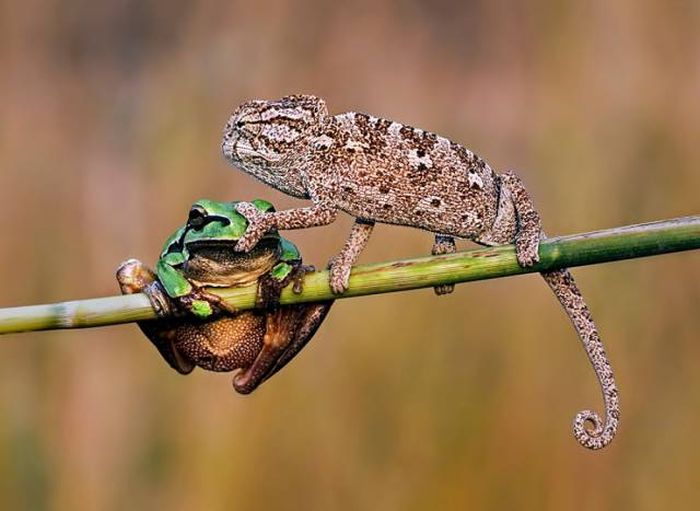 Порция картинок