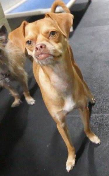 Порция картинок