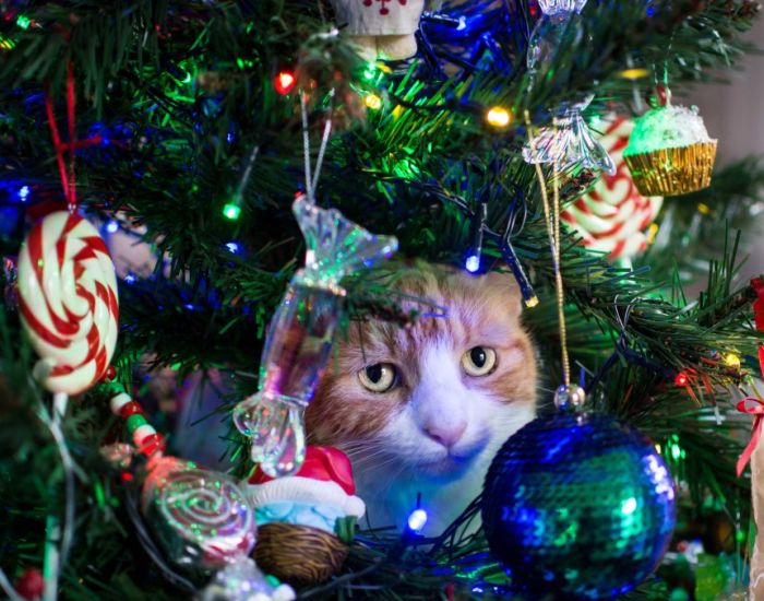 Порция картинок