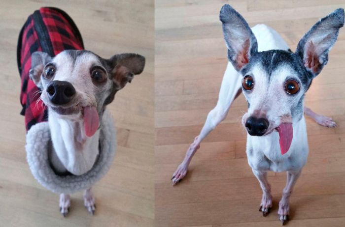 Порция картинок