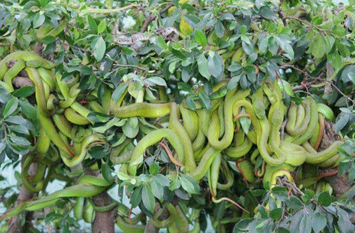 Порция картинок