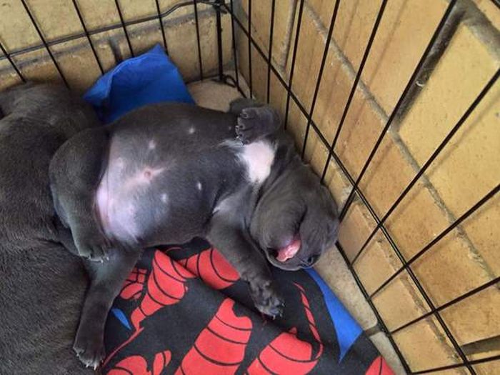 Порция картинок