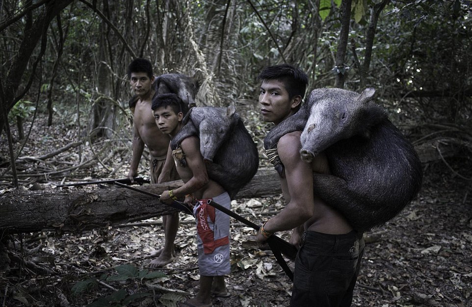 Исчезающее племя Ава, женщины которого грудью вскармливают животных