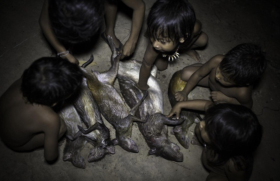 Исчезающее племя Ава, женщины которого грудью вскармливают животных