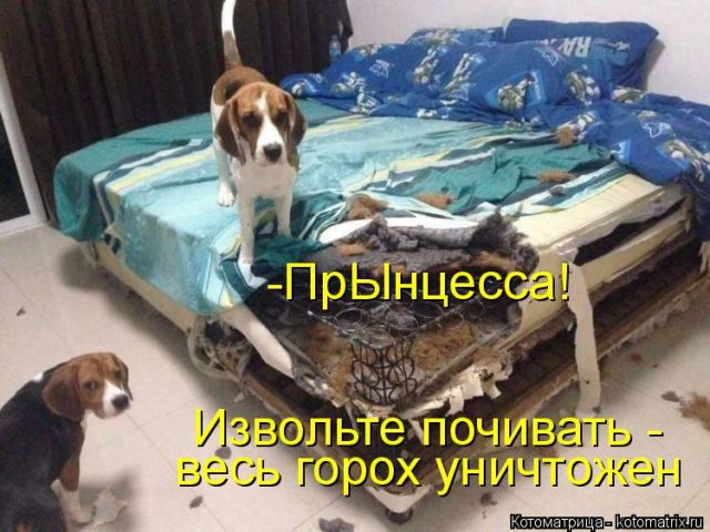 Лучшие котоматрицы недели