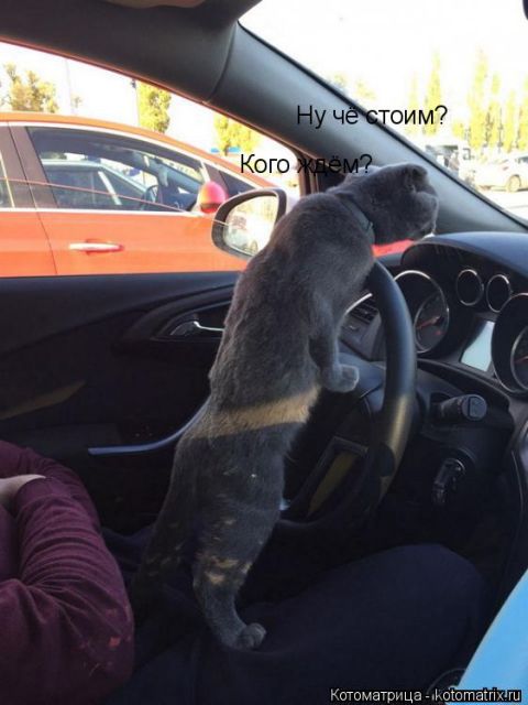 Лучшие котоматрицы недели