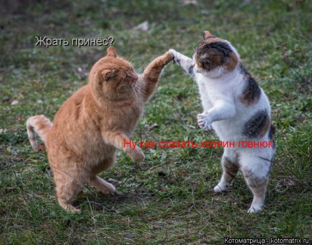 Лучшие котоматрицы недели