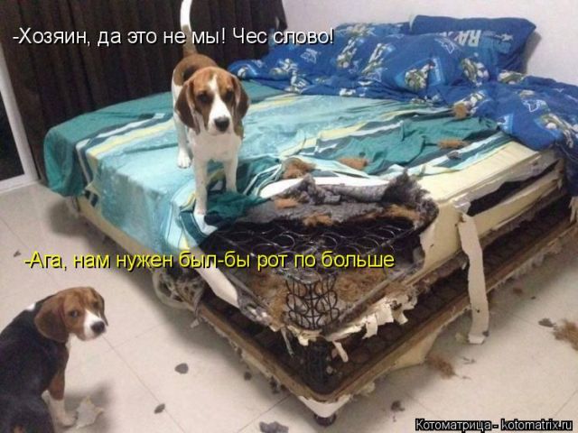 Лучшие котоматрицы недели