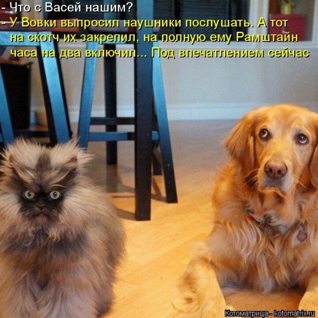 Лучшие котоматрицы недели