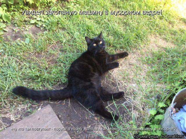 Лучшие котоматрицы недели