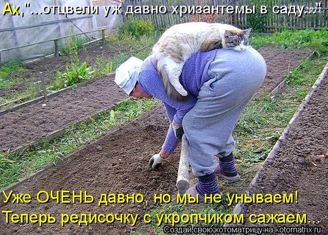 Лучшие котоматрицы недели
