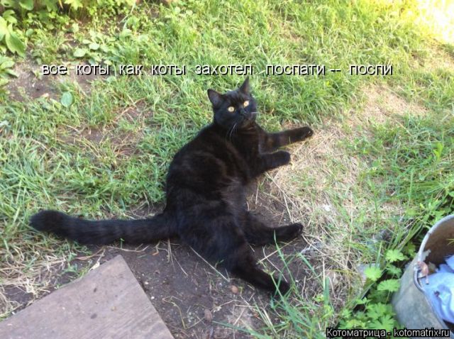 Лучшие котоматрицы недели