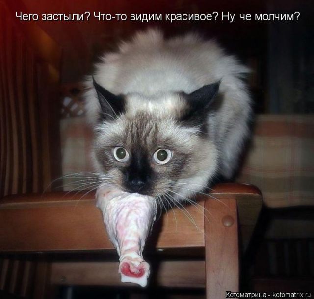 Лучшие котоматрицы недели