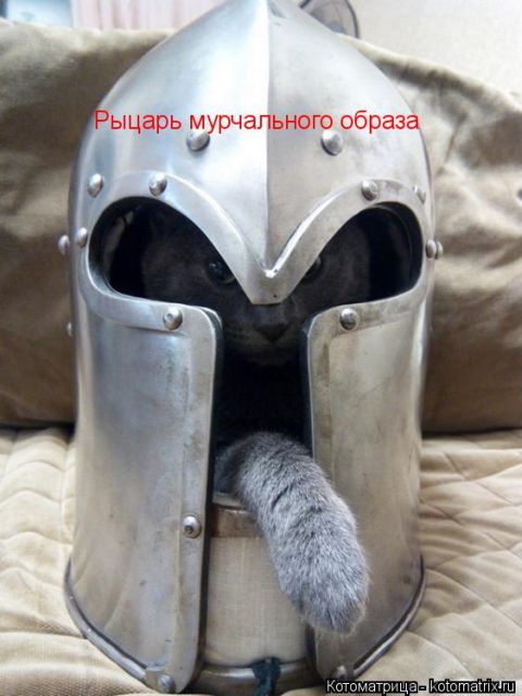 Лучшие котоматрицы недели