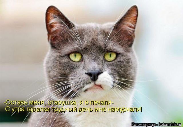 Лучшие котоматрицы недели