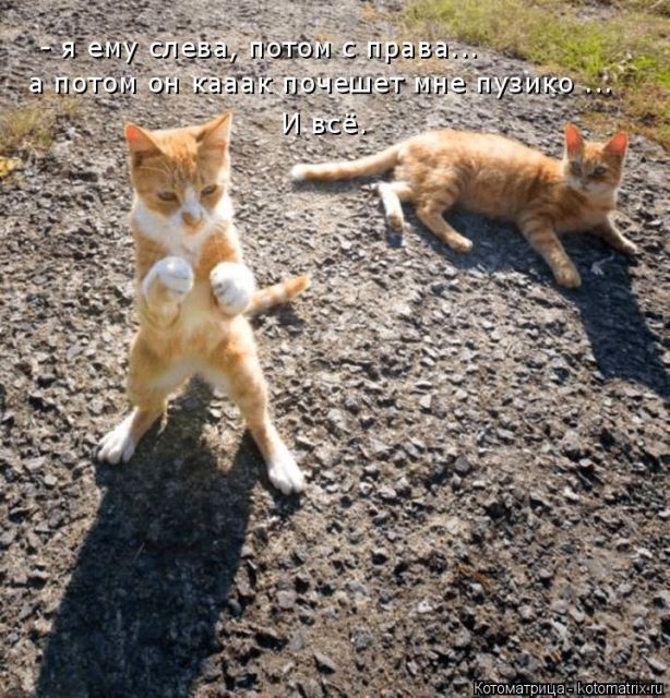 Лучшие котоматрицы недели