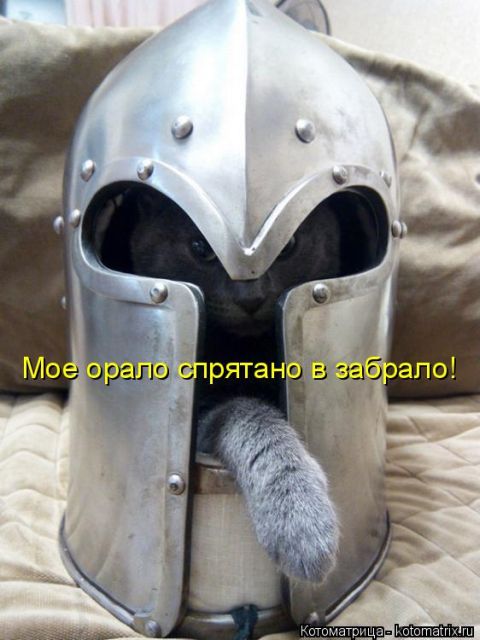 Лучшие котоматрицы недели