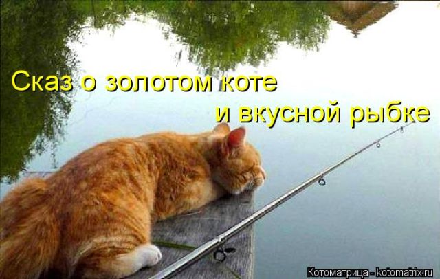 Лучшие котоматрицы недели