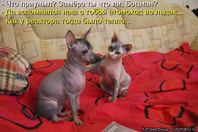 Лучшие котоматрицы недели