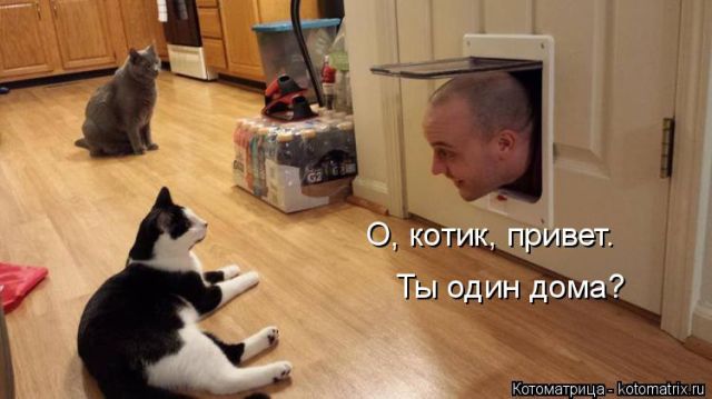 Лучшие котоматрицы недели