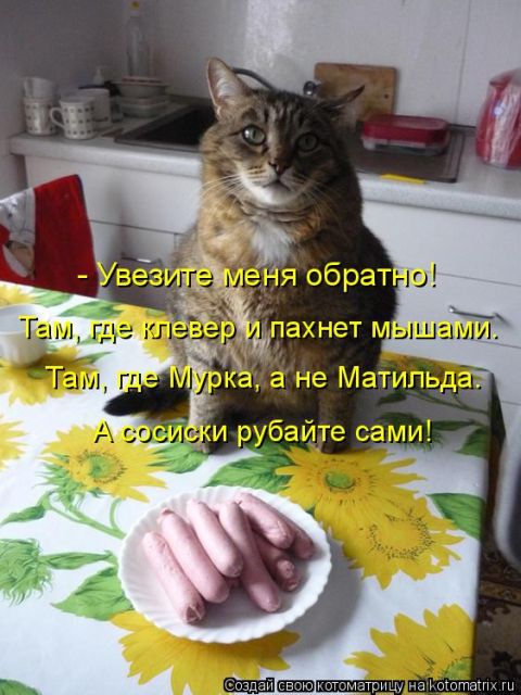 Лучшие котоматрицы недели