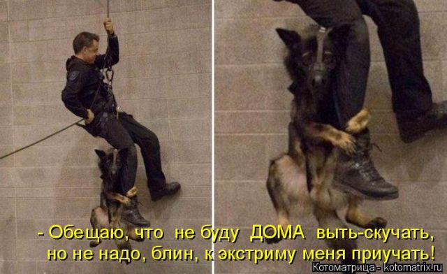 Лучшие котоматрицы недели