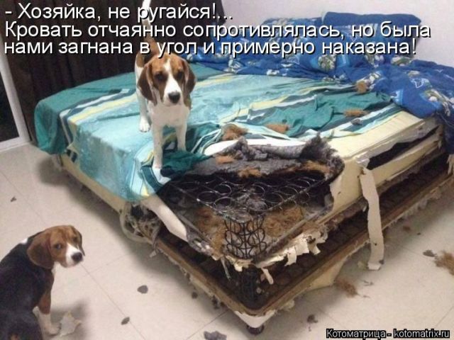 Лучшие котоматрицы недели