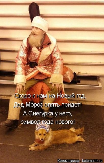 Лучшие котоматрицы недели