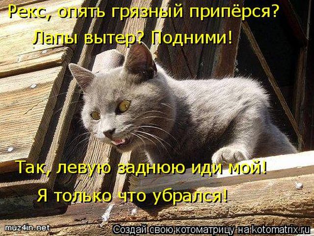 Лучшие котоматрицы недели