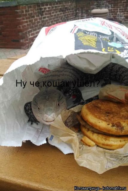 Лучшие котоматрицы недели