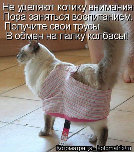 Лучшие котоматрицы недели