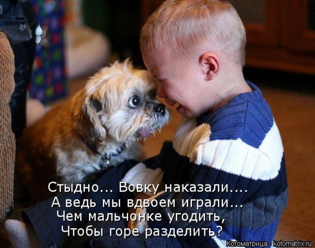 Лучшие котоматрицы недели