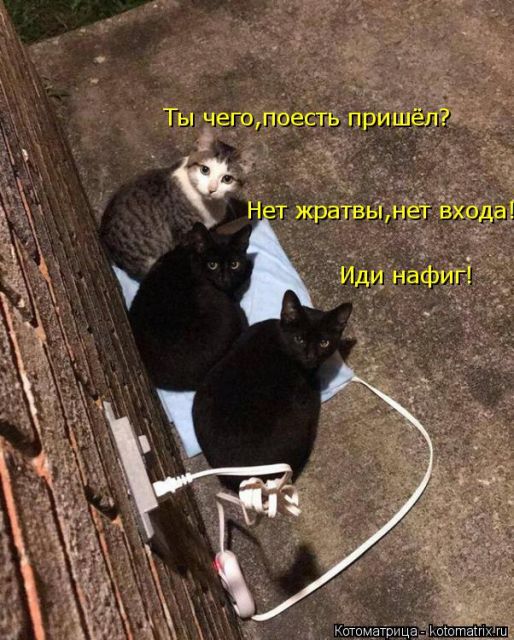 Лучшие котоматрицы недели