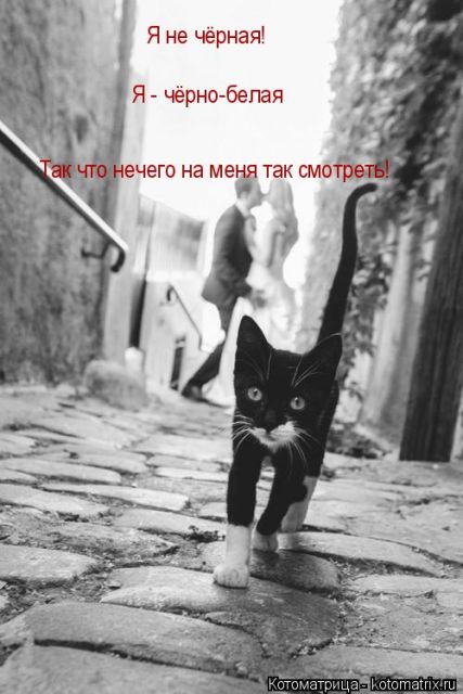 Лучшие котоматрицы недели