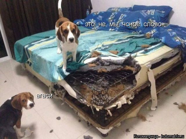 Лучшие котоматрицы недели