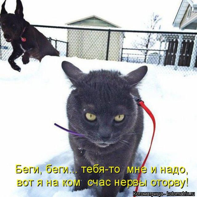 Лучшие котоматрицы недели
