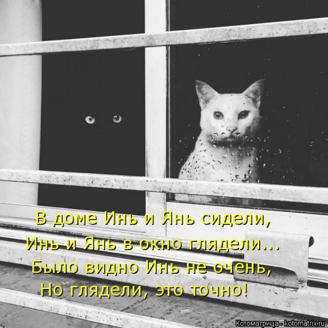 Лучшие котоматрицы недели